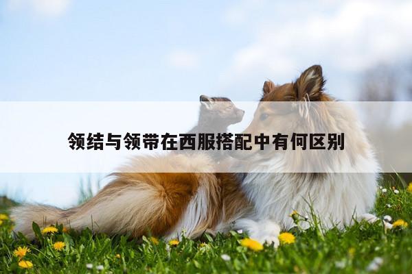 领结与领带在西服搭配中有何区别